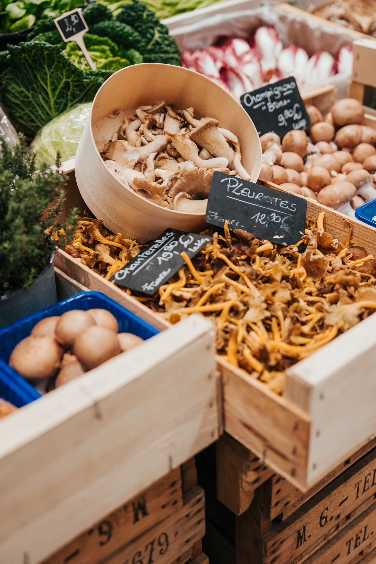 Champignons des bois