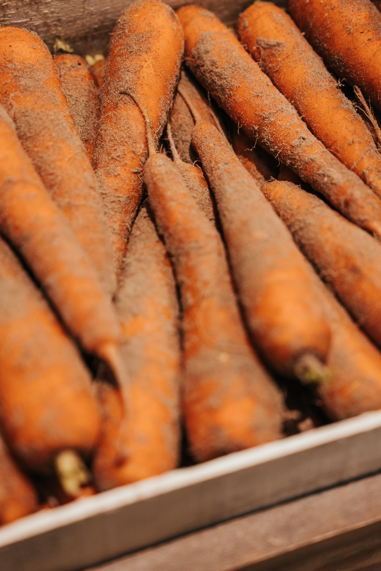 Carottes colorées